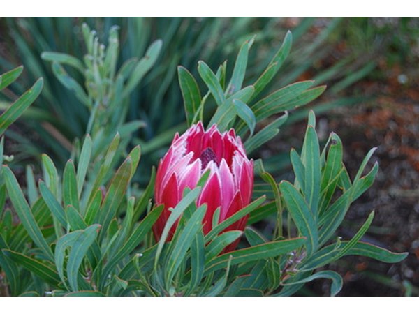 Proteas are known for their unique blooms.