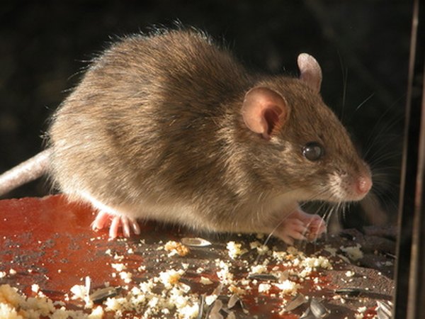 The field mouse usually feeds at night and hides in its burrow during the day.