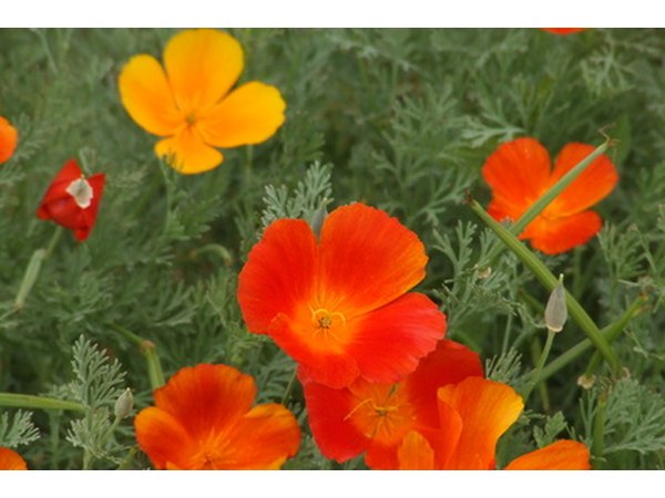 Califormia poppies grow very well in their zone 10 environment.