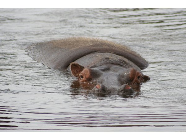 Hippos live in Rwanda's rivers by the grassland.