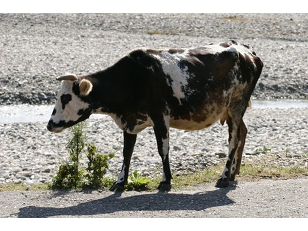 When a cow is fed a cow magnet, the magnet stays in her stomach, usually for her entire life.
