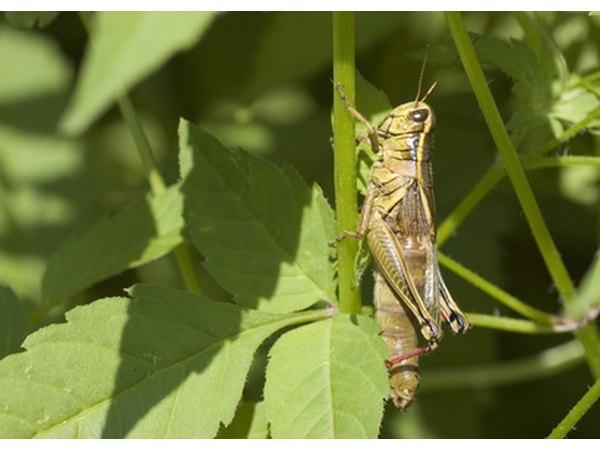 Red-legged grasshoppers have yellow bellies.