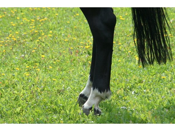 Check for an elevated digital pulse at the fetlock joint.