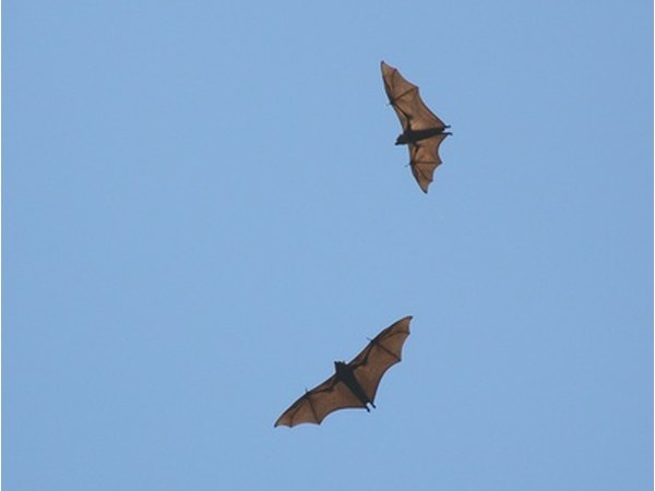 We can help keep the bat population alive by taking several precautions.