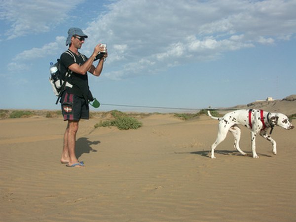 Spotted dogs have been traced to ancient times.