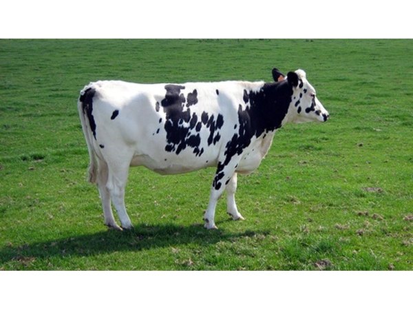 If a magnet is poorly designed, it can draw metal at its ends, rather than its center, causing the metal objects to protrude into a cow's stomach.