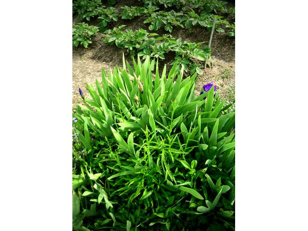 Mulch iris clumps in winter