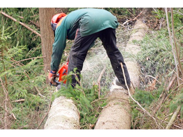 Calculating trees cut or planted involves the use of polynomial math.