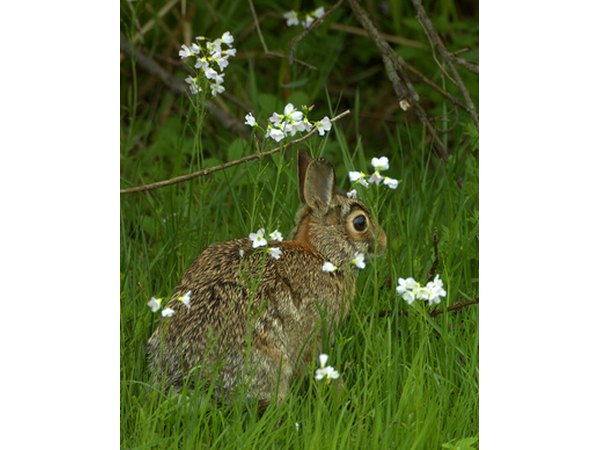 Rabbits are common primary consumers in deciduous forests.