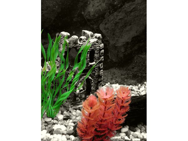 Loose soil helps elodea reroot itself.