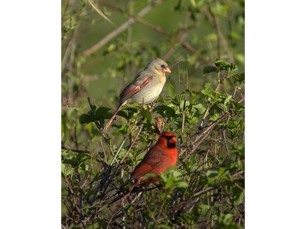 Cardinals are monogamous birds.