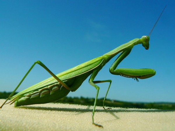 Hummingbird predators in the rainforest include hawks and the praying mantis.