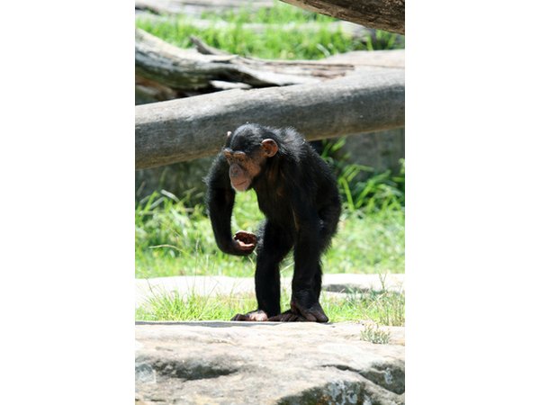 Chimpanzee Strength Facts (with Pictures) | eHow