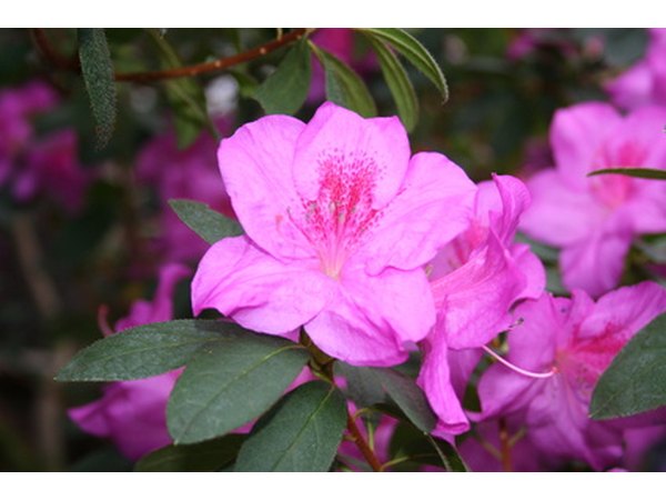 Flower buds form in summer for next spring's bloom.