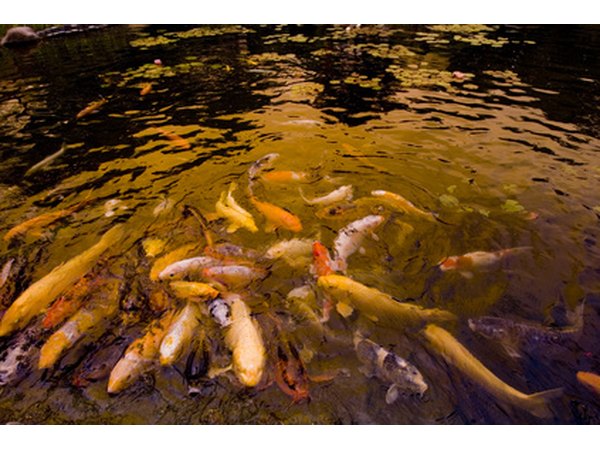 Koi can grow to 16 or more inches in a pond.