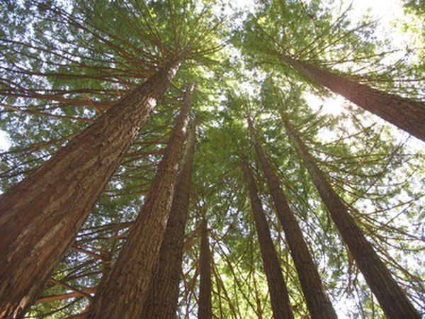 The Sequoia is among the tallest species of tree.