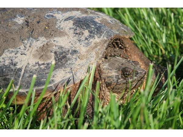 Snapping turtles have a thick tail.