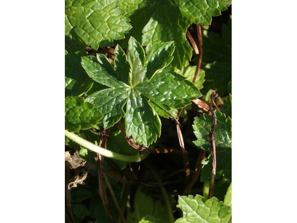 Most animals enjoy tender little leaves.