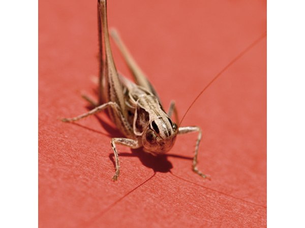 In captivity, western fence lizards can eat bait insects such as crickets and mealworms.