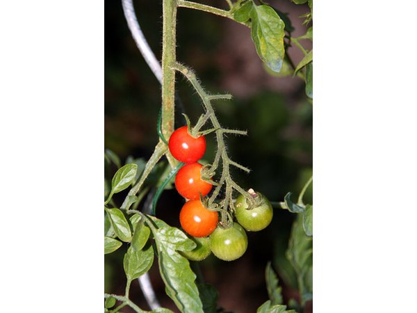 Grow cherry tomatoes and herbs in a whiskey barrel.