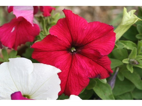 fertilizer for petunias with pictures ehow fertilizer for petunias with pictures ehow