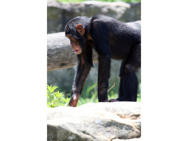 Chimpanzees are stronger than we are, and they are quick to learn this.