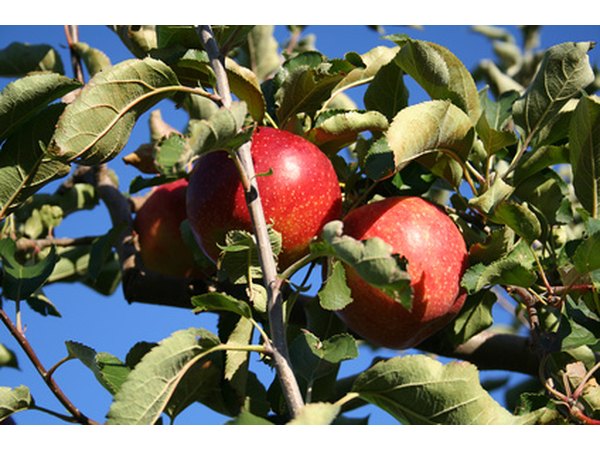 Rent an apple orchard or cornfield for a Harvest Day.