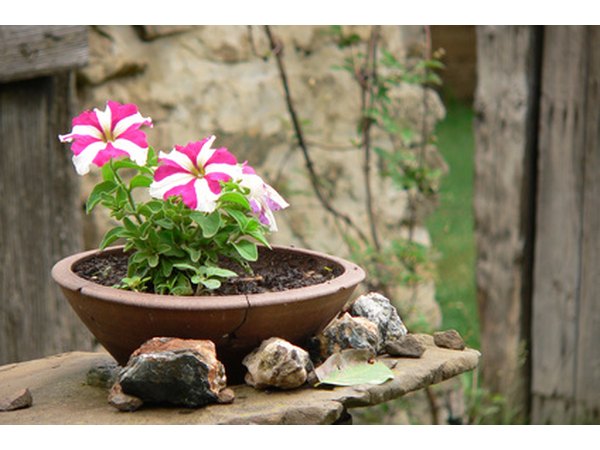 Petunias grown in a container.
