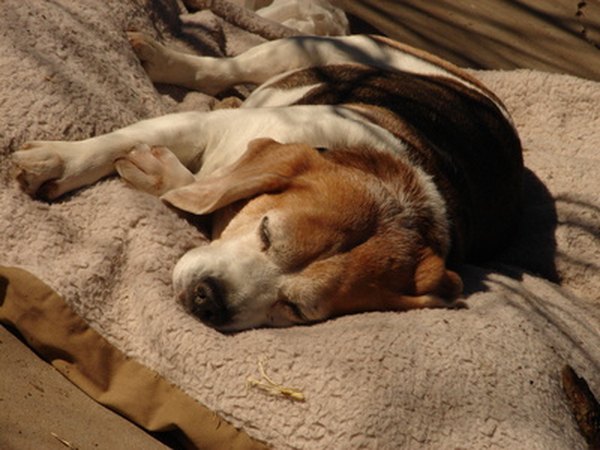 If your dog has medical issues, you may be able to use a rabies titer instead of a vaccine certificate for obtaining a license.
