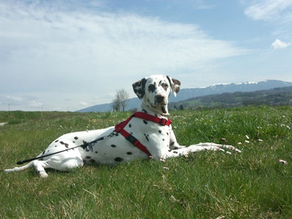 The breed has high style and is instantly recognizable.