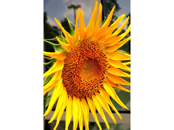 Sunflowers add vibrant color to the landscape.