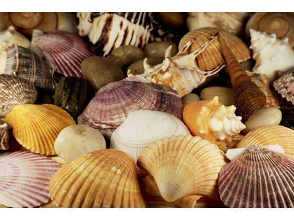 Shells make the ideal embellishment for plaster of Paris.