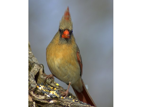 The female cardinal does not have the famous all-over red coloring.