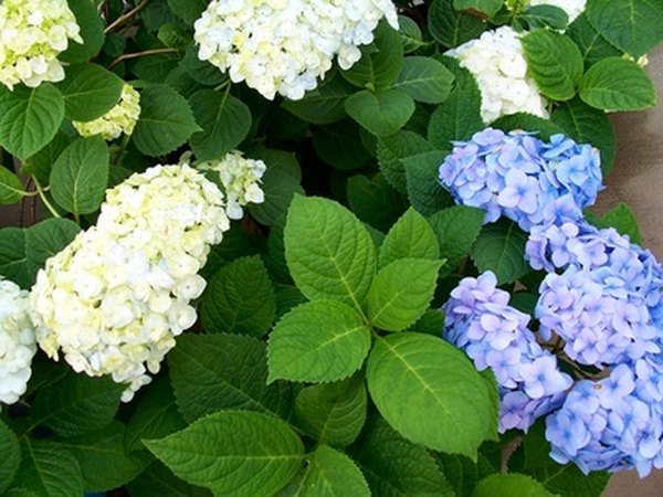 Hydrangea Arborescens or Annabelle