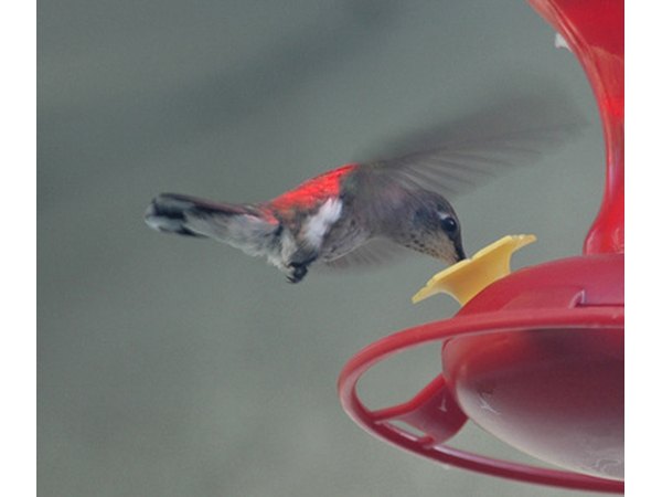Hummingbirds have the unusual ability to rotate their wings 180 degrees.