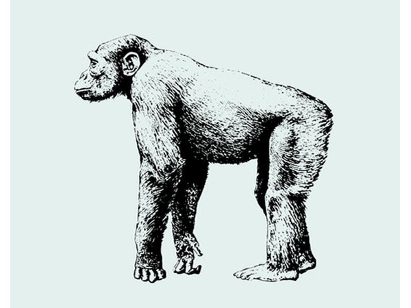 A chimpanzee's body structure, musculature and nervous system all contribute to its strength.