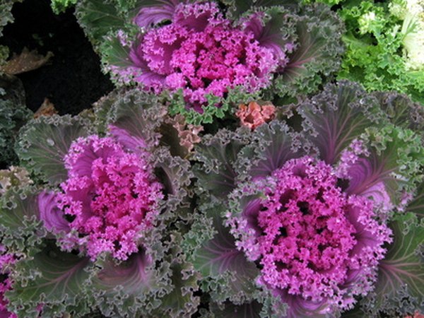 Cruciferous vegetables such as kale are good sources of IC3