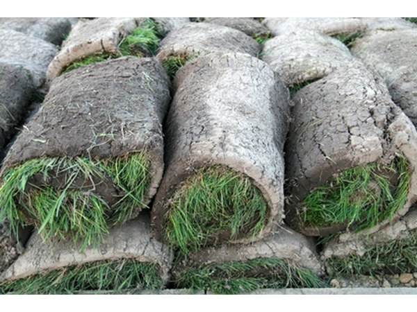 Cut the sod into strips.