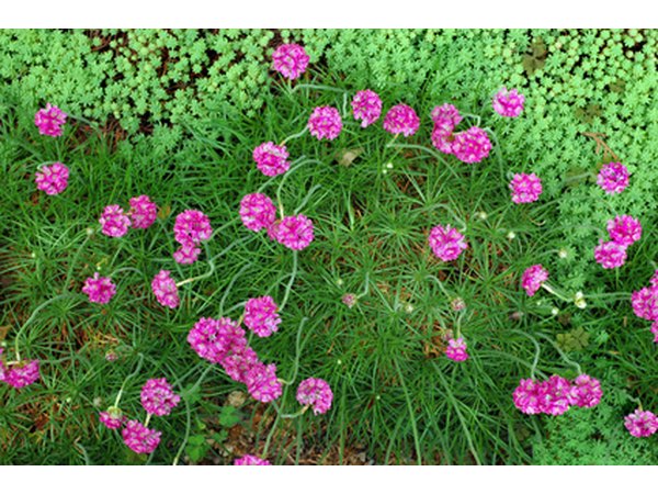 In a garden made of fill, create good garden beds for best results.