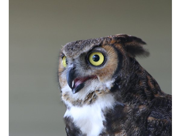 Large yellow eyes and ear tufts make the great horned owl easy to identify.