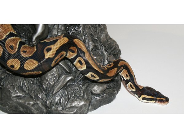 If a snake can find a way, so can you.