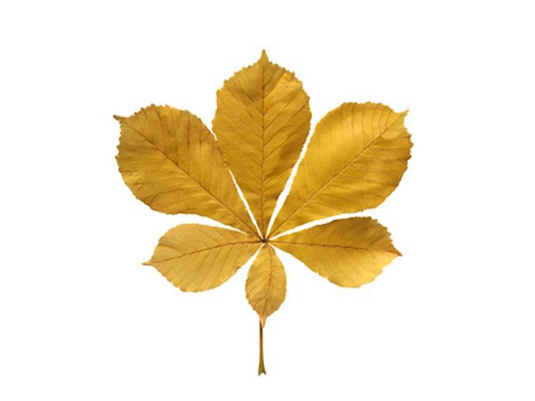 Compound leaves have several leaves growing from one stem.