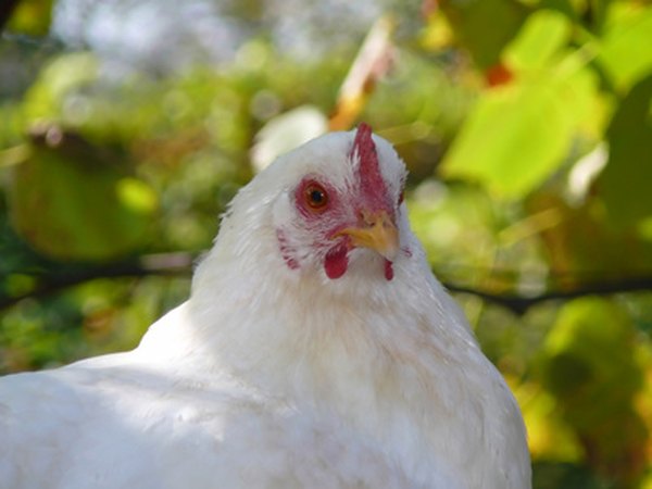Chicken having a good life.