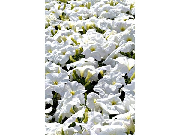 Groundcover, or spreading, petunias.