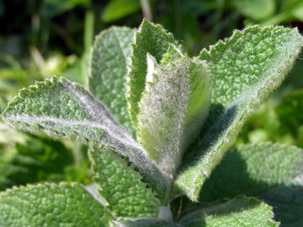 Grow a variety of mints in a whiskey barrel tea garden.