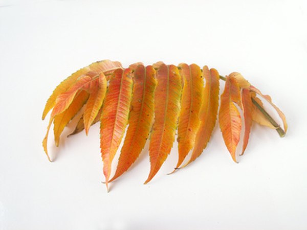 Acuminate leaves taper to a long, slender point.