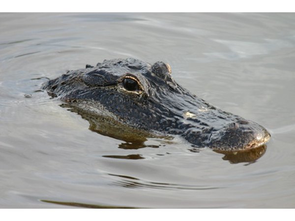 A swamp creature