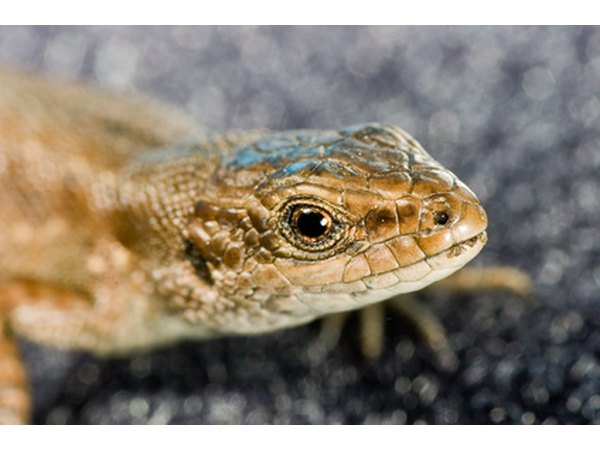 Western fence lizards are known to eat other, smaller lizards, even ones of the same species.