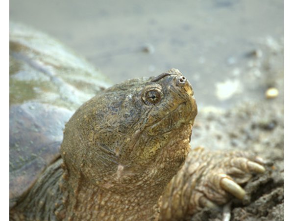 The female snapping turtle leaves the water in order to make a nest and lay her eggs.