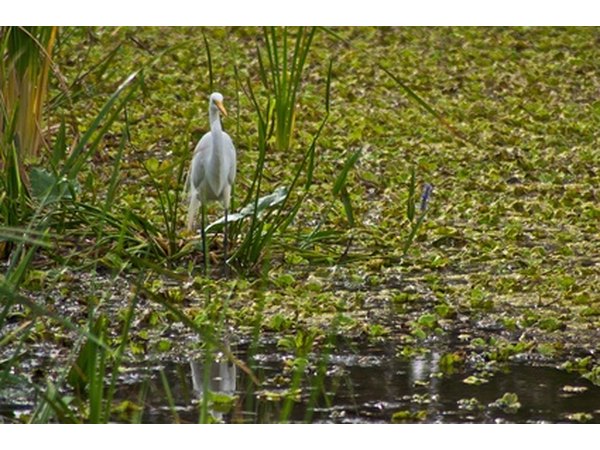 A typical site on the marsh